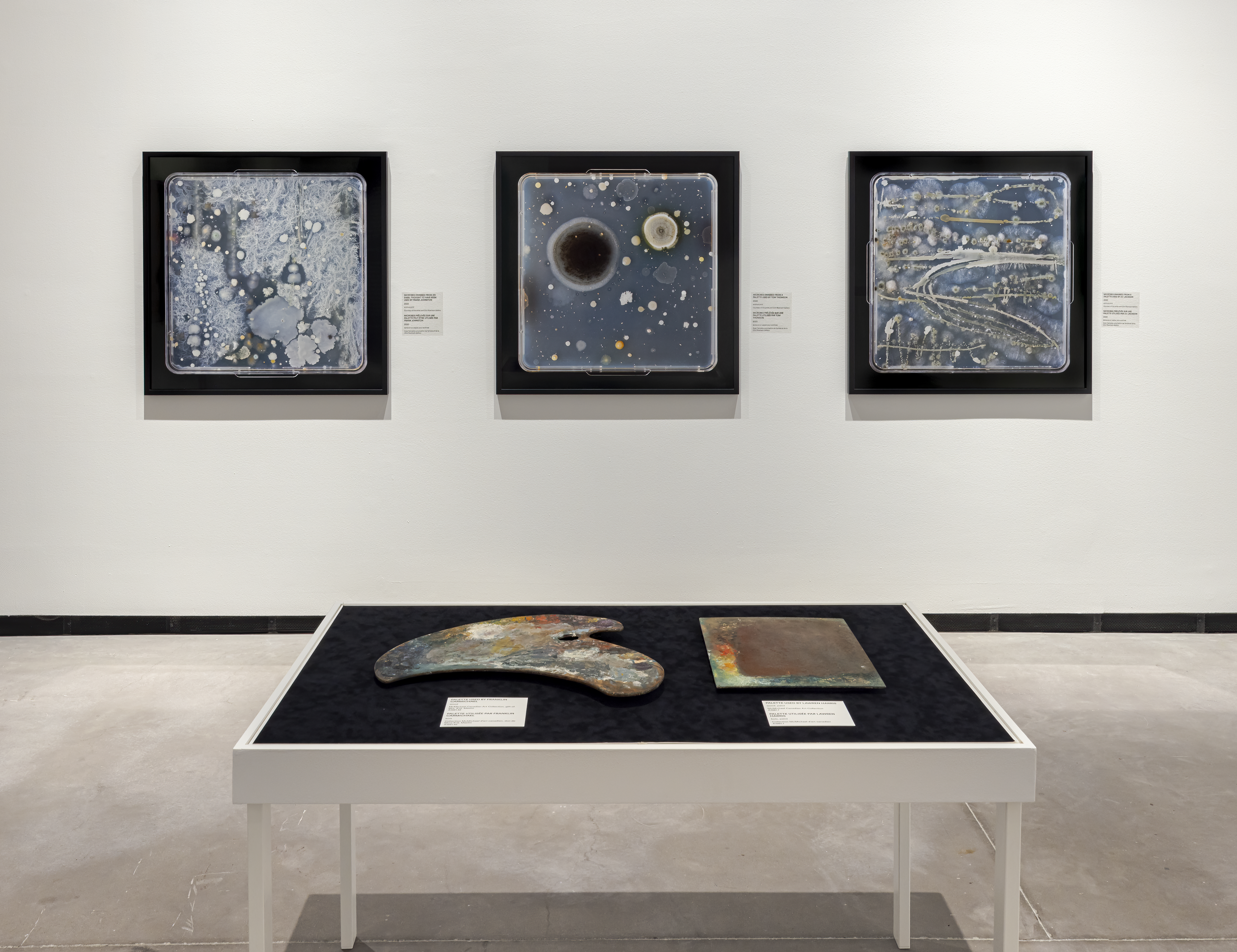 Homage gallery space highlighting three microbial photographs and two artist palettes